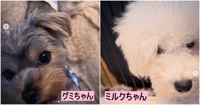 浜崎あゆみさんが現在迎え入れた家族のグミとミルクちゃん